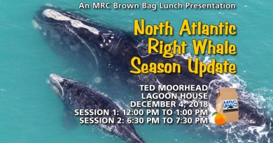North Atlantic Right Whale Season Update