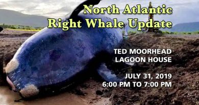 North Atlantic Right Whale Update on July 31