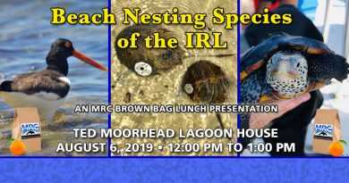 August 6 Brown Bag Lunch: Beach Nesting Species of the IRL
