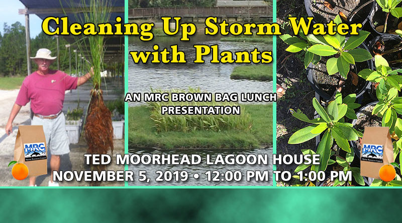 Cleaning Up Storm Water with Plants