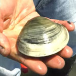 Indian River Lagoon Clam Restoration Project