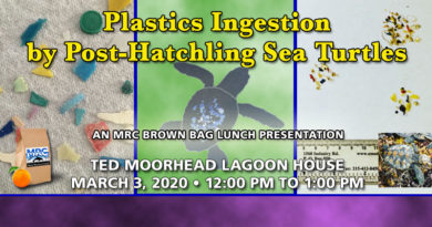 Plastics Ingestion by Post-Hatchling Sea Turtles