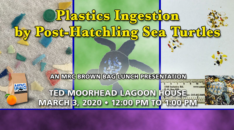 Plastics Ingestion by Post-Hatchling Sea Turtles