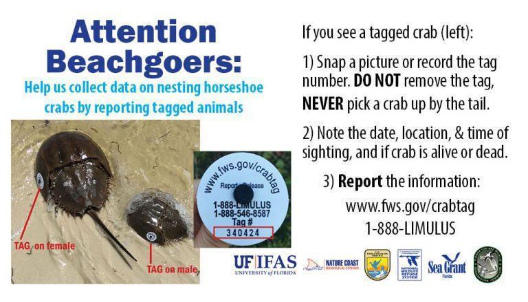 Florida Horseshoe Crab Watch - Linked with Limulus
