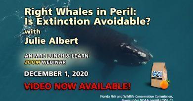 Dec. Webinar: Right Whales in Peril: Is Extinction Avoidable?