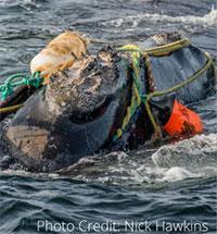 North Atlantic right whales: their greatest risks are entanglements in commercial fishing gear and vessel strikes.