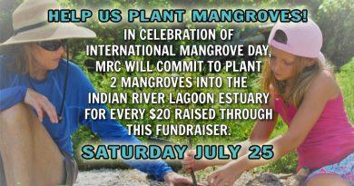 Help Us Plant Mangroves on Saturday, July 25, 2020