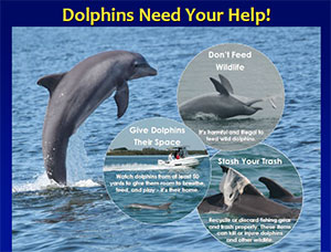 Dolphins of Sarasota Bay document