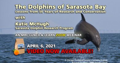 © Chicago Zoological Society's Sarasota DolphinResearch Program / NMFS Permit #20155