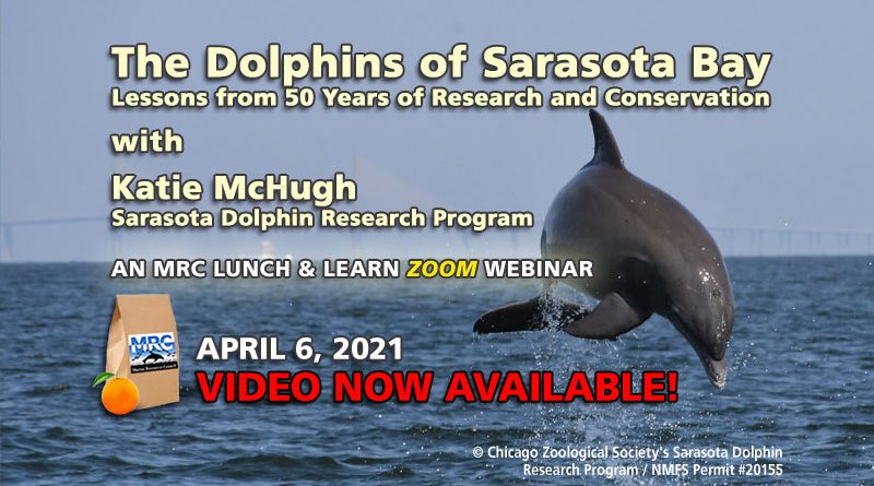 © Chicago Zoological Society's Sarasota DolphinResearch Program / NMFS Permit #20155