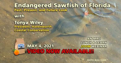 Endangered Sawfish of Florida: Past, Present, and Future Look