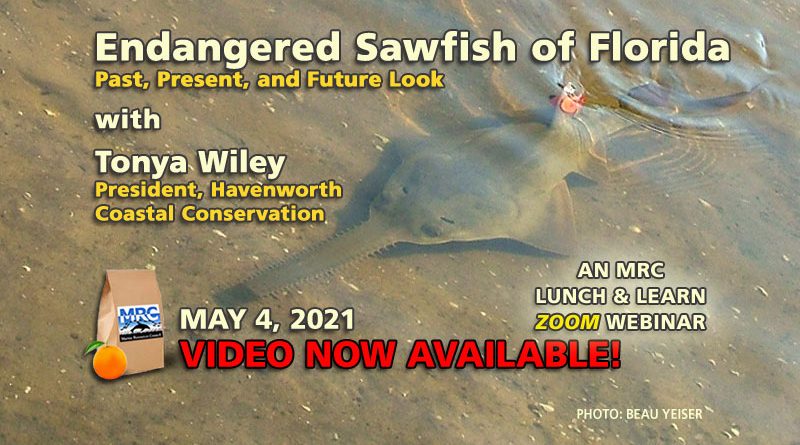 Endangered Sawfish of Florida: Past, Present, and Future Look