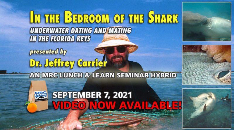 In the Bedroom of the Shark: Underwater Dating and Mating in the Florida Keys