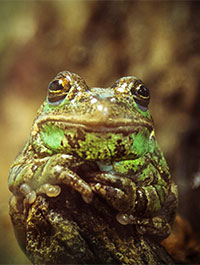 Brevard Zoo / FrogWatch USA