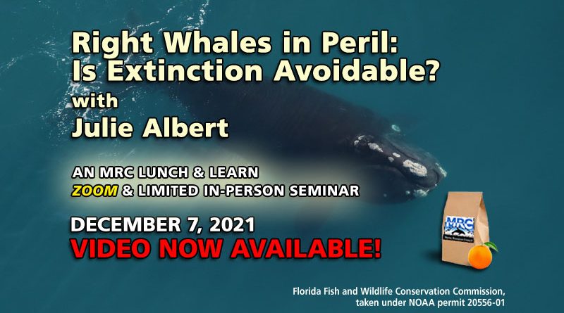 December Lunch & Learn: Right Whales