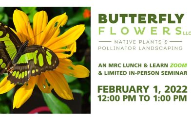 What You Plant Matters: Featuring FL Native Butterfly Flowers