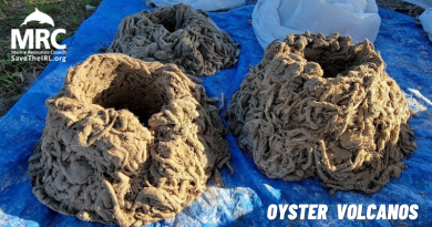 Oyster Volcano: Plastic-free shoreline restoration