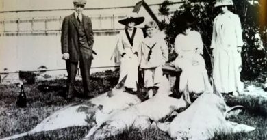 Small-toothed Sawfish, Sewall’s Point, 1916.
