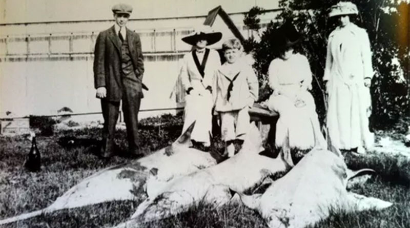Small-toothed Sawfish, Sewall’s Point, 1916.