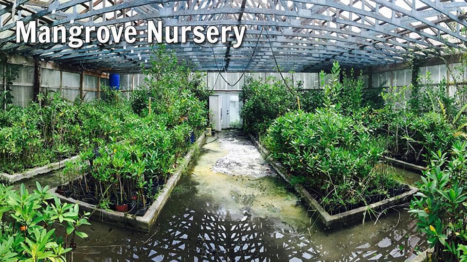 MRC is a state-licensed aquaculture nursery.