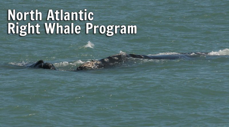 North Atlantic Right Whale Program