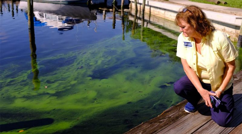Red Tide and Green Slime: Florida Faces Epic Statewide Fight With Algae
