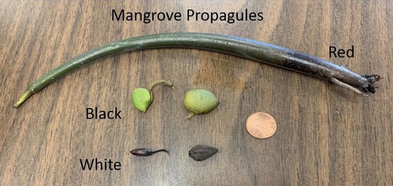 Mangrove Propagules