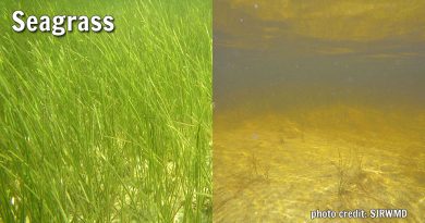 Seagrass: Healthy and Poor