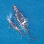 Right Whale Monitor