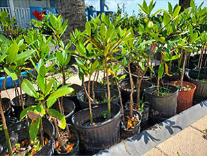 Our nursery at the Lagoon house is where mangroves begin their journey to a shoreline.