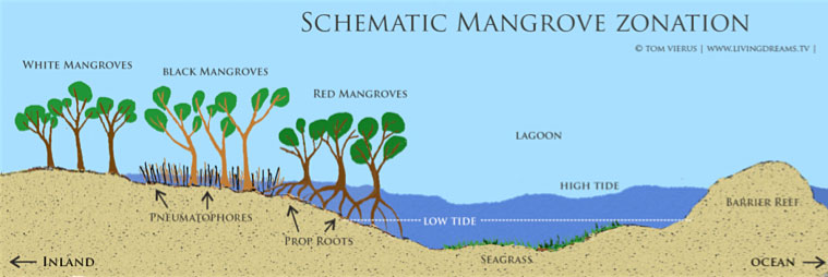 There are three types of mangroves in our nursery and they grow in different locations along the shoreline.