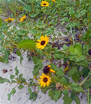 Beach Sunflower/Dune Sunflower (Helianthus debilis)