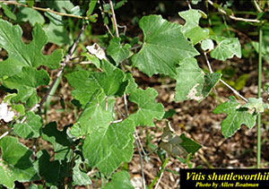 Calusa Grape (Vitis shuttleworthii)