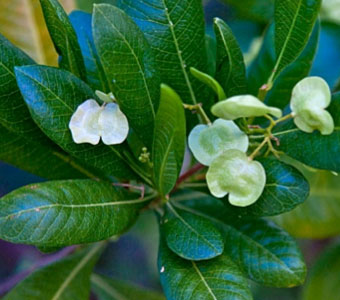 Varnish Leaf/Hopbush (Dodonaea viscosa)