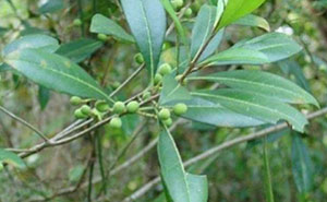 Wild Olive/Devilwood (Osmanthus americanus)