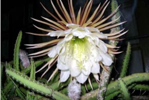 Night-Blooming Cereus Cactus (Selenicereus grandifloras)