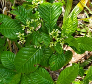 Wild Coffee (Psychotria nervosa)