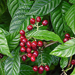Wild Coffee (Psychotria nervosa)