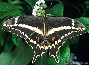 Schaus’ Swallowtail (Heraclides aristodemus)