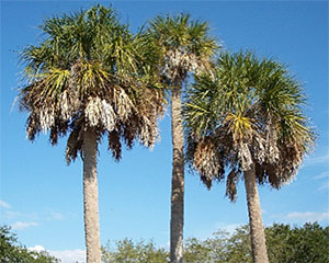 Cabbage Palm trees