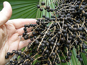 Cabbage Palm fruits
