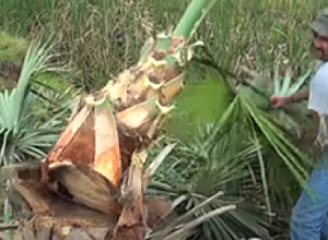 Harvesting Cabbage Palm
