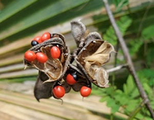 Rosary Pea/Jequirity Bean/Crab’s Eye (Abrus precatorius) seed