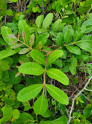 Brazilian Peppertree (Schinus terebinthifolia)