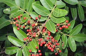 Brazilian Peppertree (Schinus terebinthifolia) fruit: do not eat!