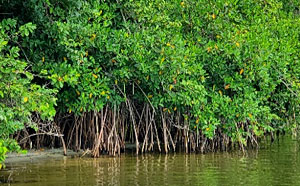 “Walking trees” (red mangroves) on our natural shoreline.